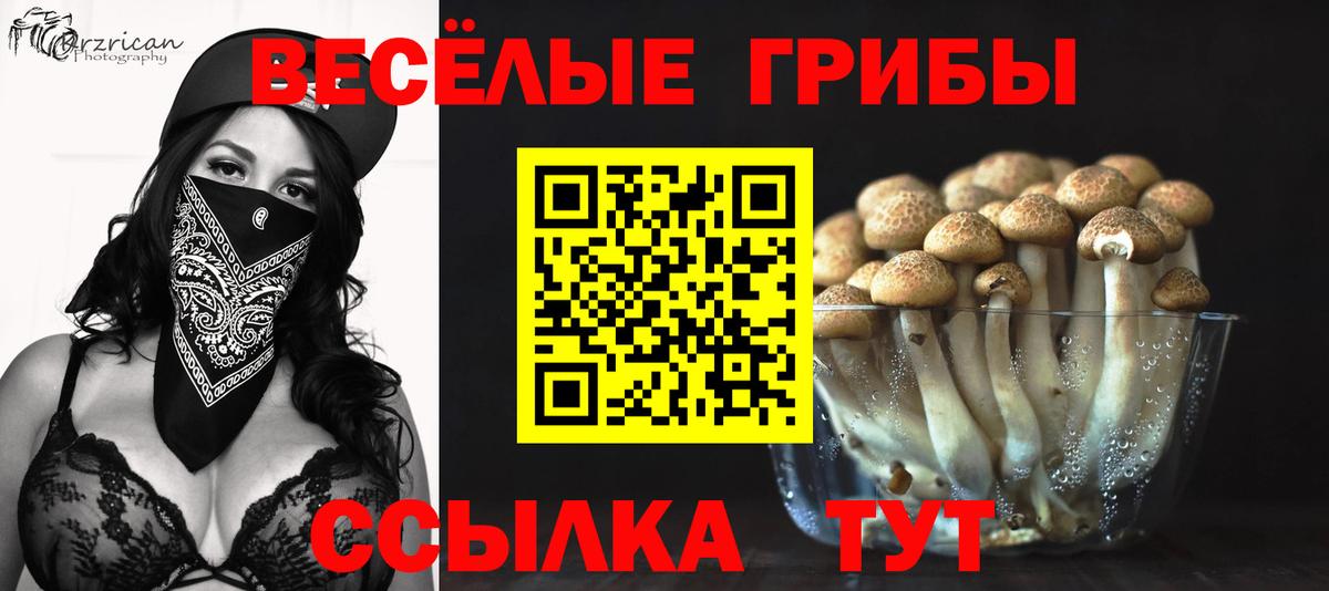 Галлюциногенные грибы Psilocybe Псков